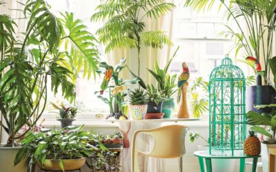 How to Decorate with Houseplants