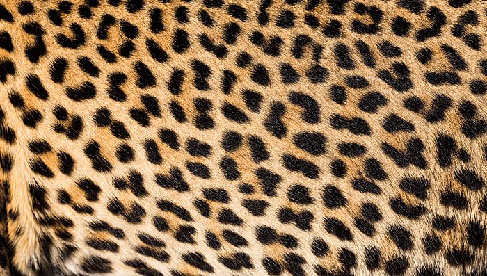 Leopard vs. Cheetah Print – Know the Difference for Decorating | The Inside