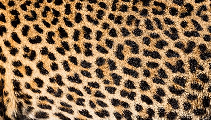 leopard print pattern