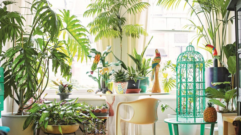 How to Decorate with Houseplants | The Inside